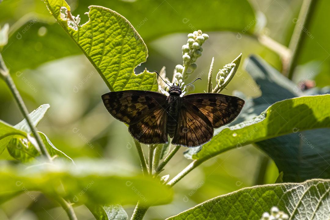 Inseto Erynnis baptisiae flor plantas