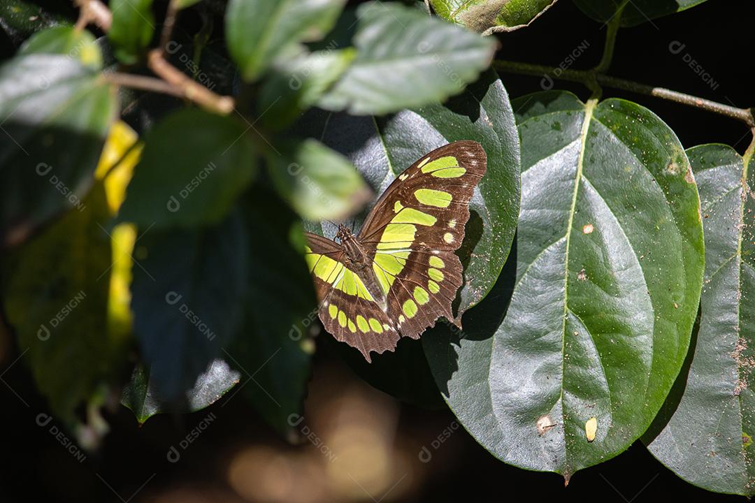 Inseto borboleta Siproeta stelenes planta folha verde