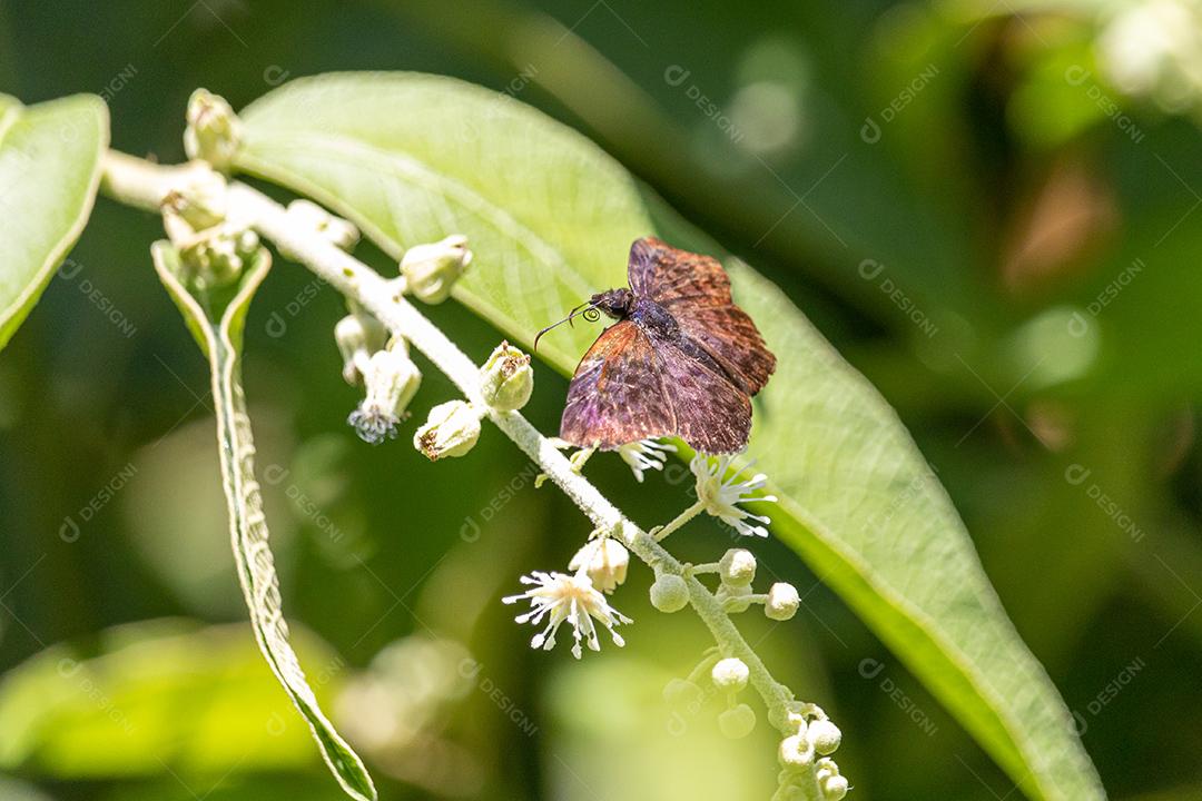 Calephelis nemesis inseto borboleta plantas