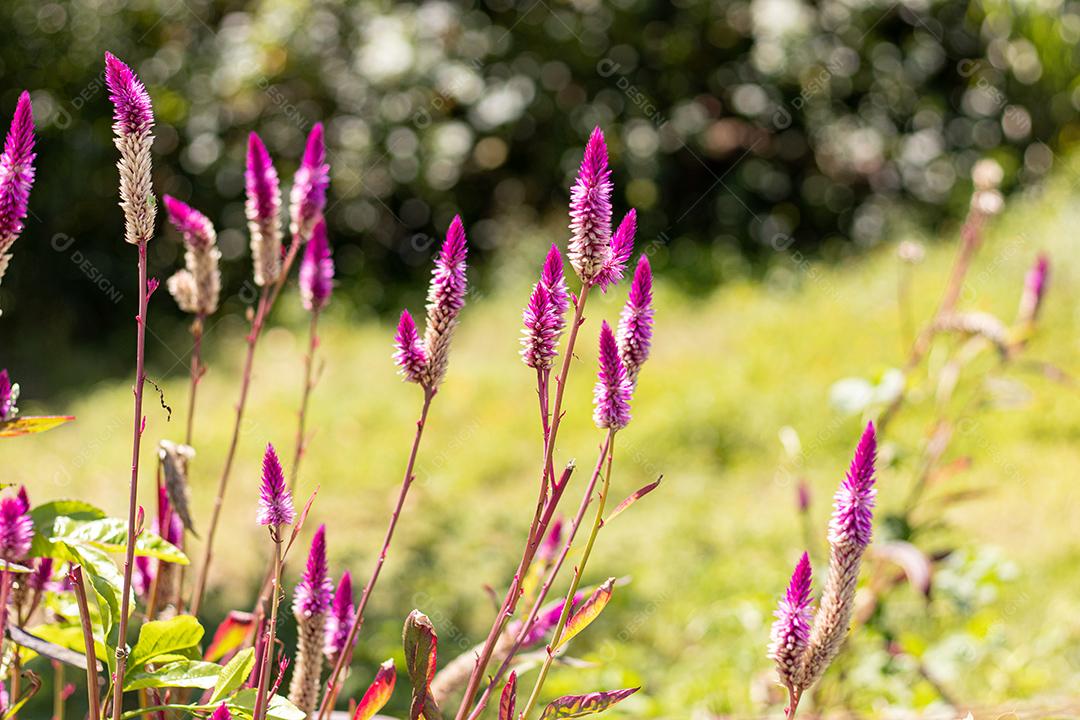 Plantas Celosia cristata flor rosa floresta