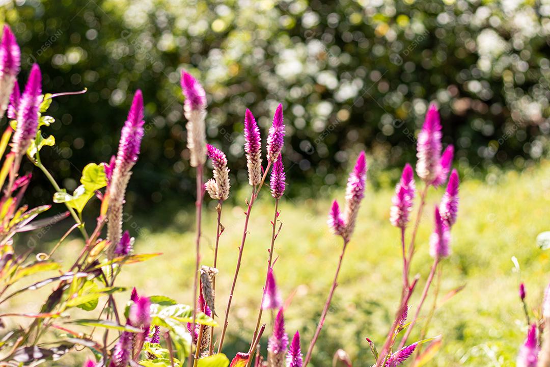 Plantas Celosia cristata flor rosa floresta