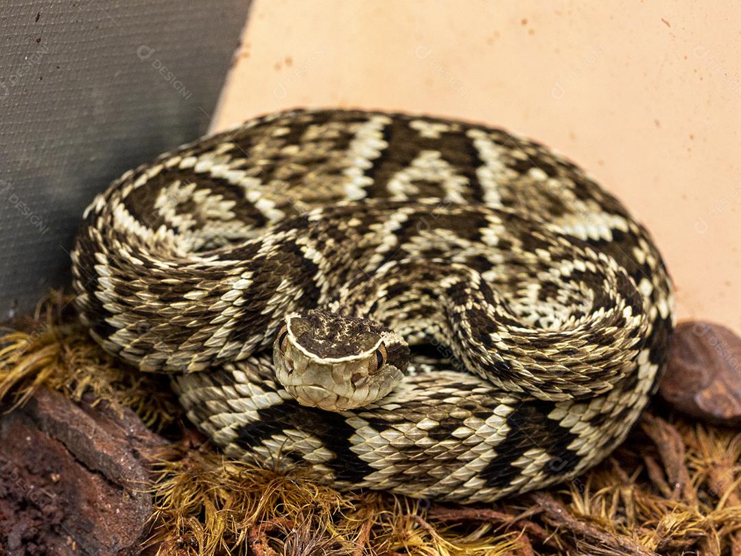 Serpente Jararaca (Bothrops Jararaca) . cobra venenosa brasileira Imagem JPG