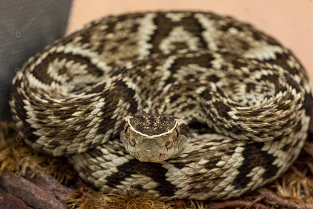 Serpente Jararaca (Bothrops Jararaca) . cobra venenosa brasileira Imagem JPG