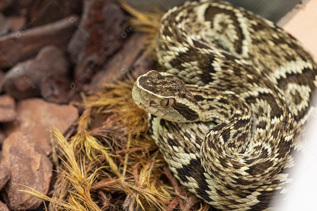 Serpente Jararaca (Bothrops Jararaca) . cobra venenosa brasileira Imagem JPG