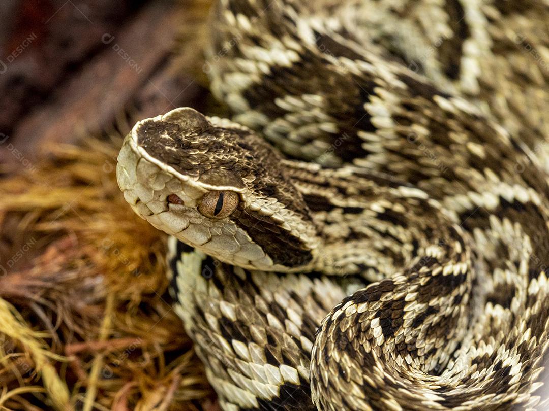 Serpente Jararaca (Bothrops Jararaca) . cobra venenosa brasileira Imagem JPG