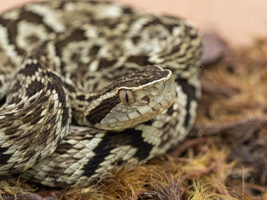 Serpente Jararaca (Bothrops Jararaca) . cobra venenosa brasileira Imagem JPG