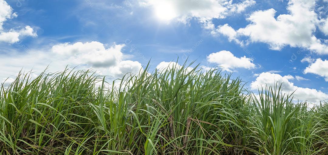 Campo de cana-de-açúcar no céu azul e nuvem branca e lua Imagem JPG