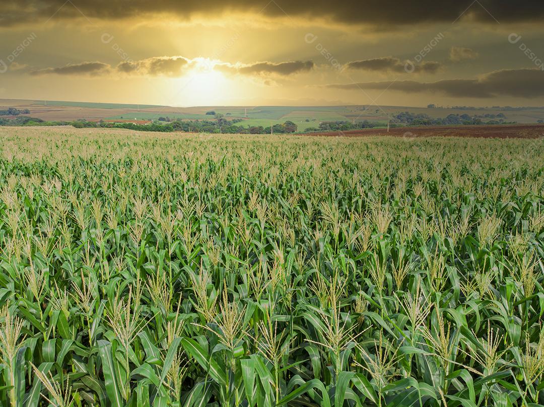 Plantação de campo de milho de milho verde na temporada agrícola de verão Imagem JPG