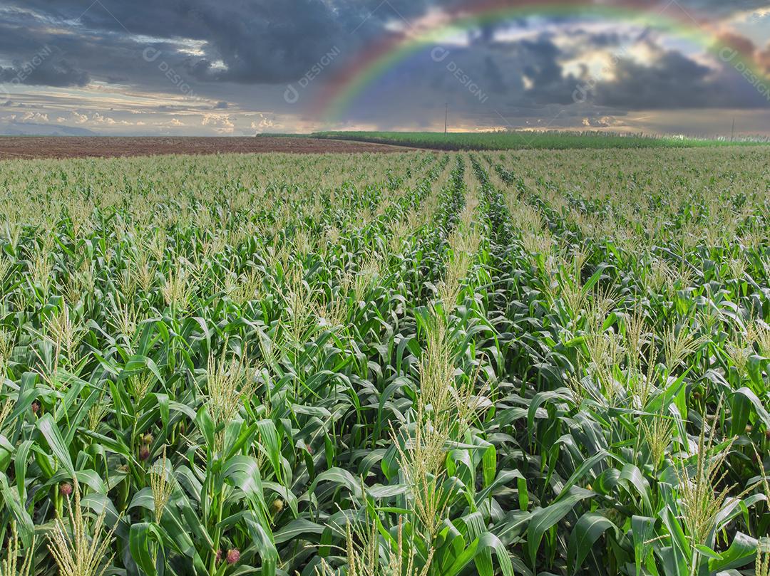 Plantação de campo de milho de milho verde na temporada agrícola de verão Imagem JPG