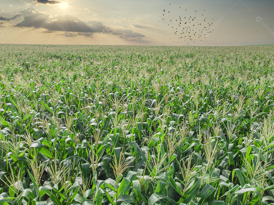 Plantação de campo de milho de milho verde na temporada agrícola de verão Imagem JPG