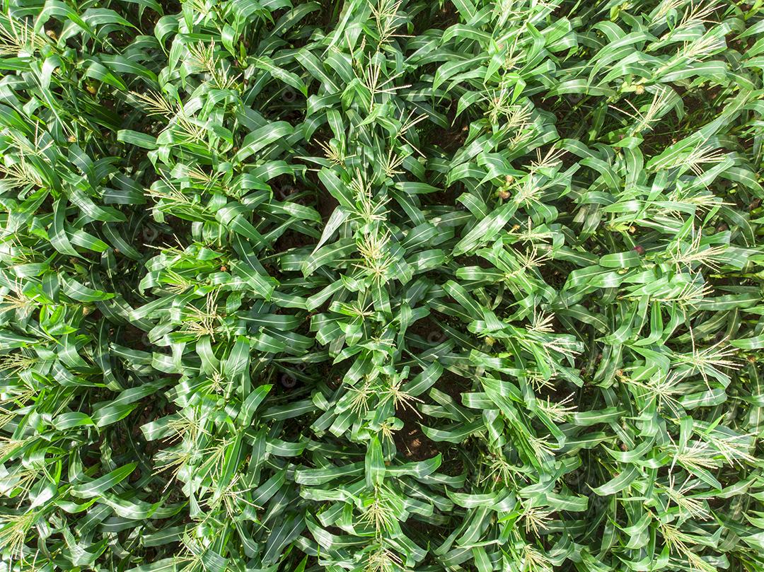 Fotos Plantação de campo de milho de milho verde na temporada agrícola de verão