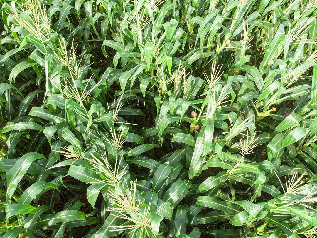 Fotos Plantação de campo de milho de milho verde na temporada agrícola de verão