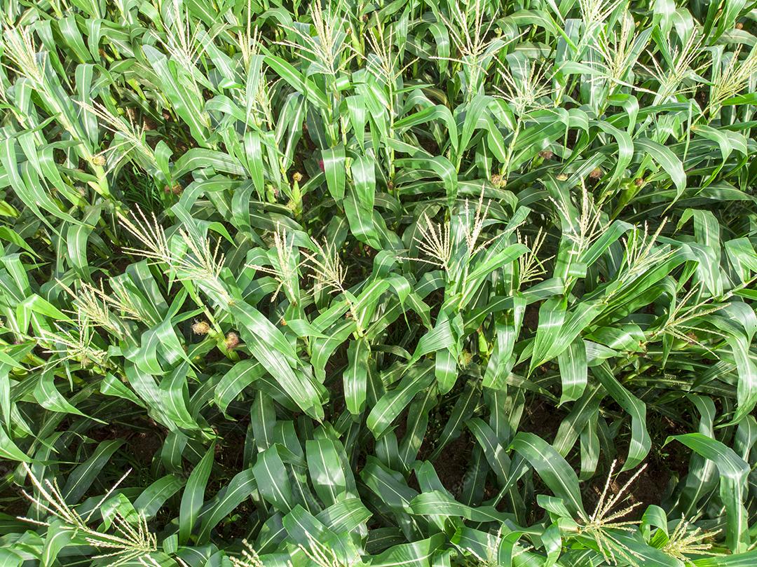 Fotos Plantação de campo de milho de milho verde na temporada agrícola de verão