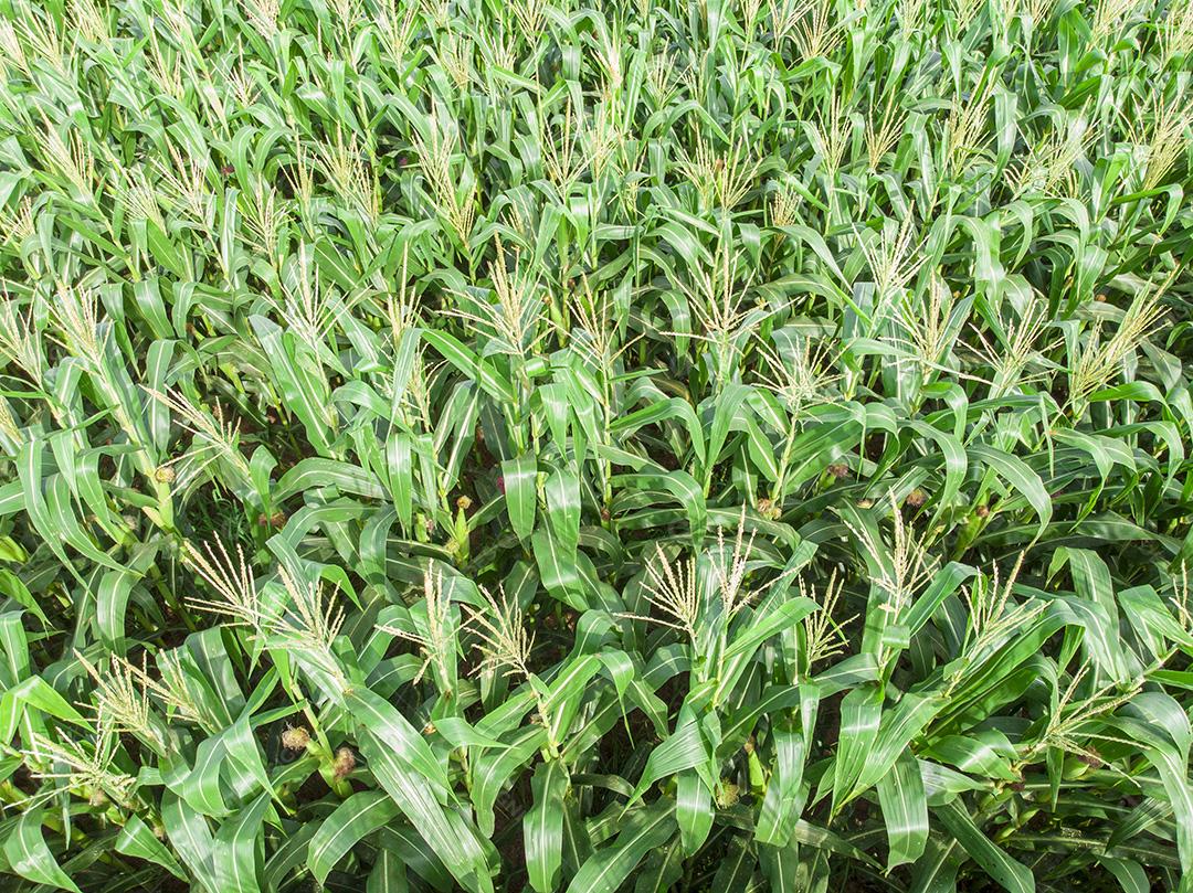 Fotos Plantação de campo de milho de milho verde na temporada agrícola de verão