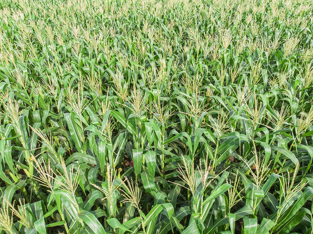 Fotos Plantação de campo de milho de milho verde na temporada agrícola de verão