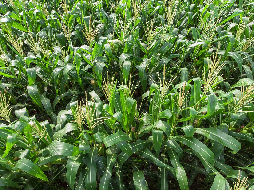 Fotos Plantação de campo de milho de milho verde na temporada agrícola de verão