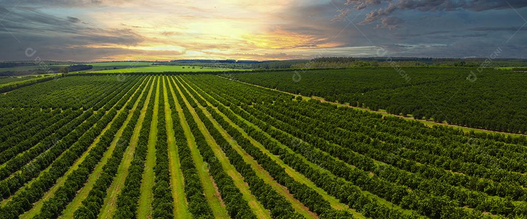 Vistas aéreas sobre fileiras de laranjeiras na plantação Imagem JPG