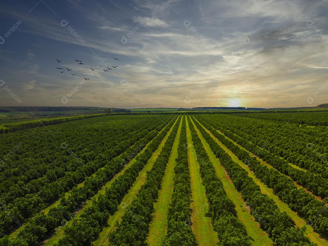 Vistas aéreas sobre fileiras de laranjeiras na plantação Imagem JPG