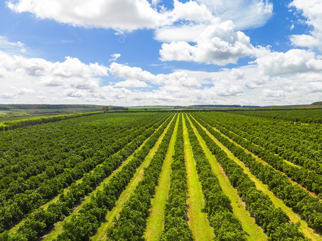Vistas aéreas sobre fileiras de laranjeiras na plantação Imagem JPG