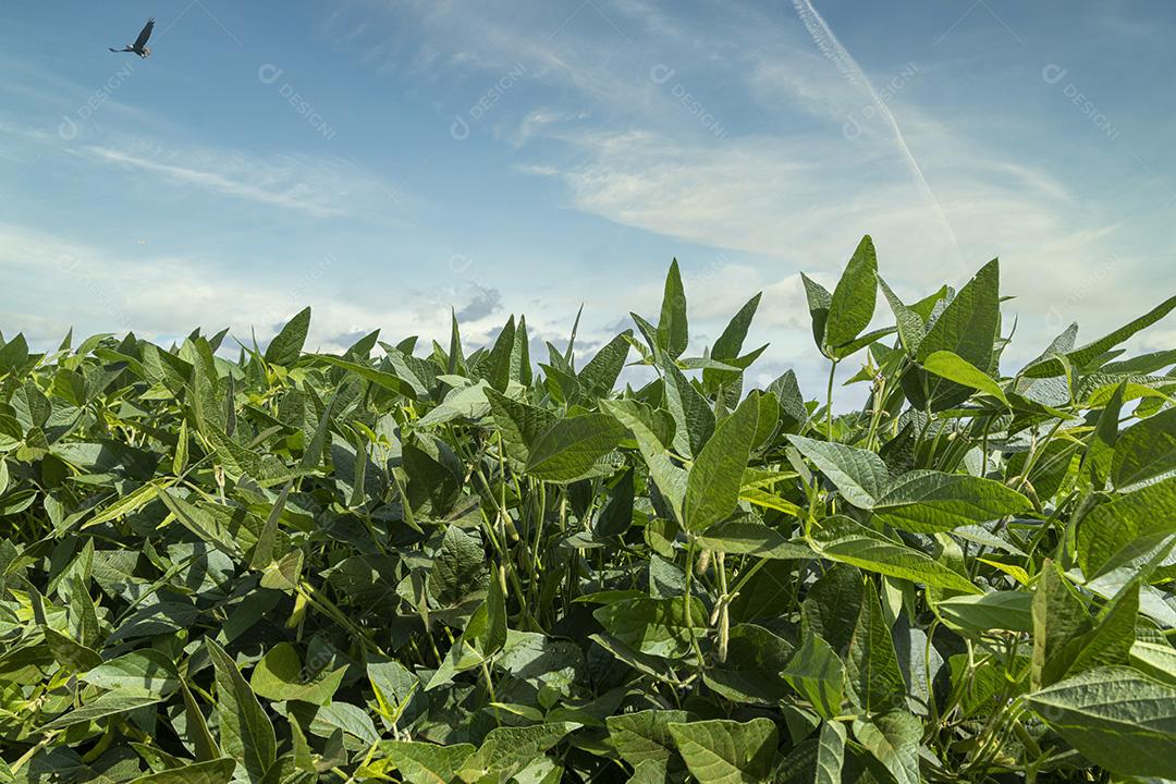 Fotos Plantação soja agrícola dia ensolarado planta de soja verde crescente contra a luz solar