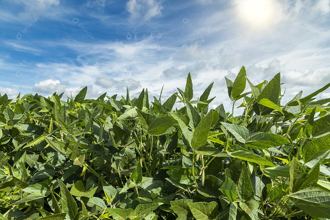 Plantação de soja agrícola em dia ensolarado - planta de soja verde crescente Imagem JPG