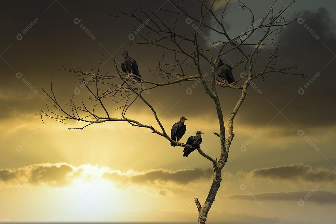 Abutres no galho de árvore ao pôr do sol Imagem JPG