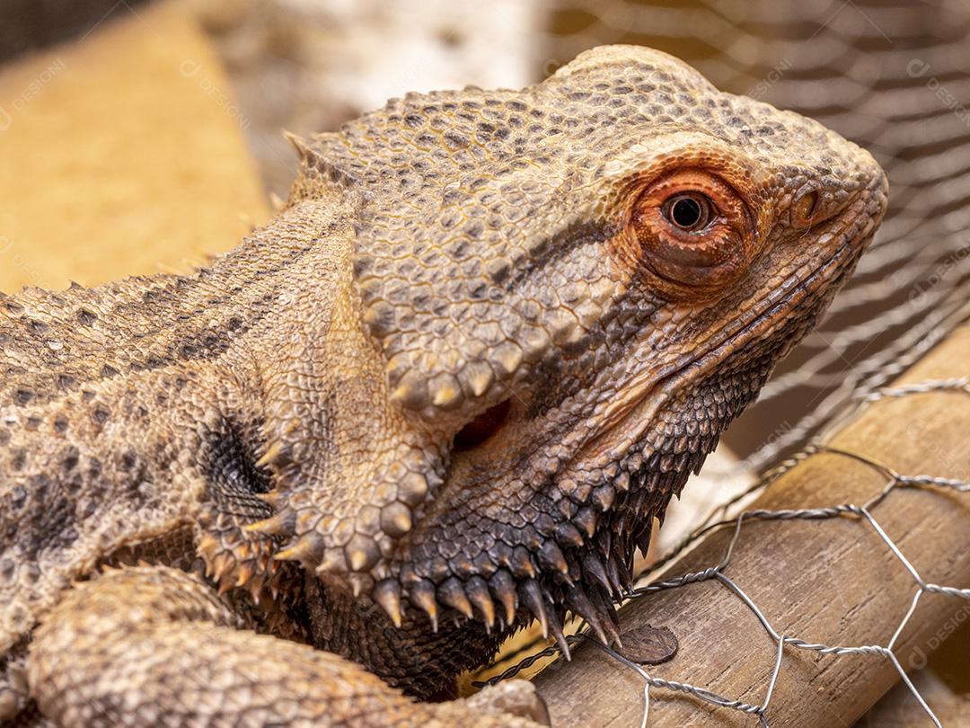 Feche em um dragão barbudo (Pogona sp) Imagem JPG