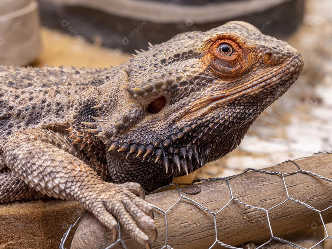 Feche em um dragão barbudo (Pogona sp) Imagem JPG