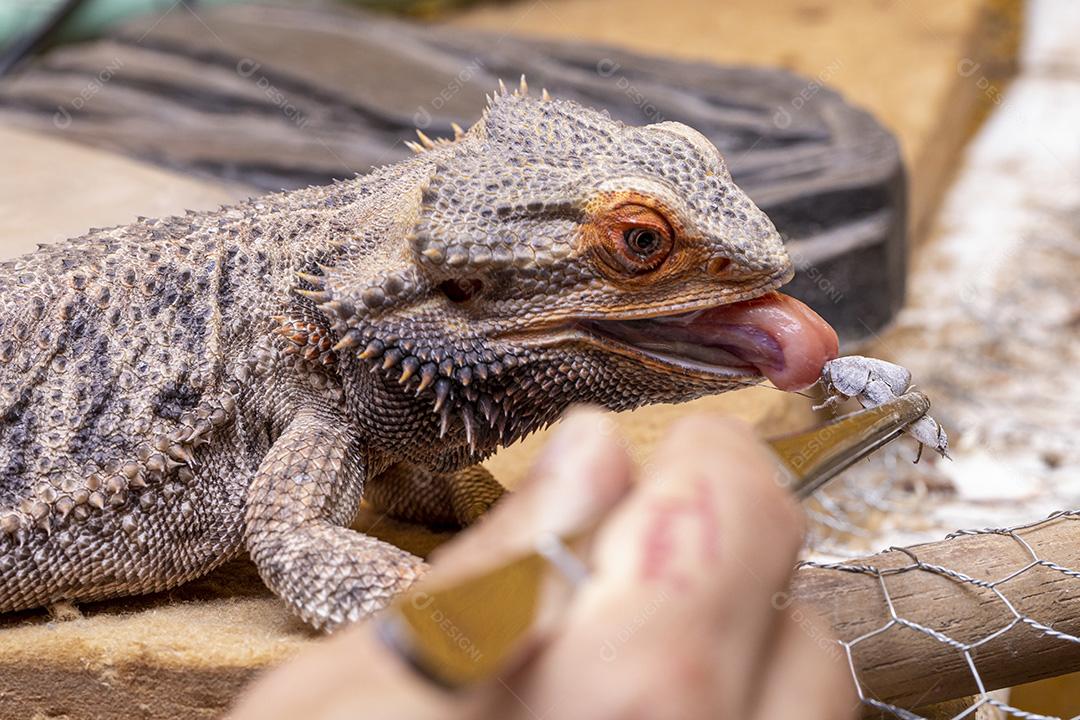 Feche em um dragão barbudo (Pogona sp) Imagem JPG