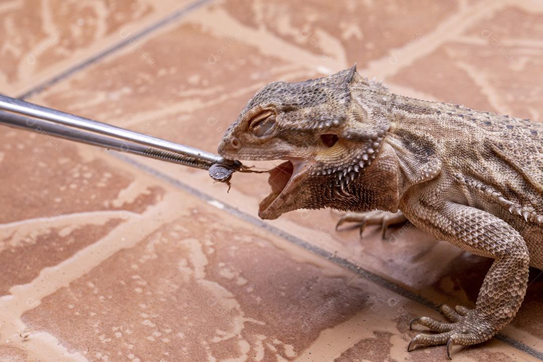 Feche em um dragão barbudo (Pogona sp) Imagem JPG