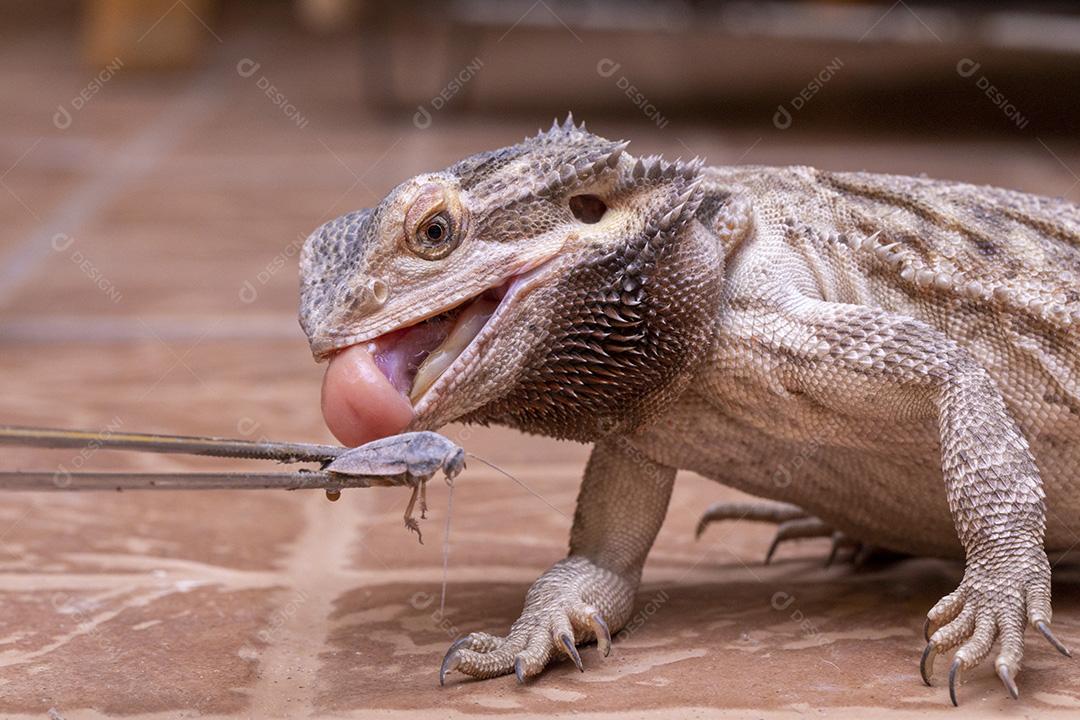 Feche em um dragão barbudo (Pogona sp) Imagem JPG