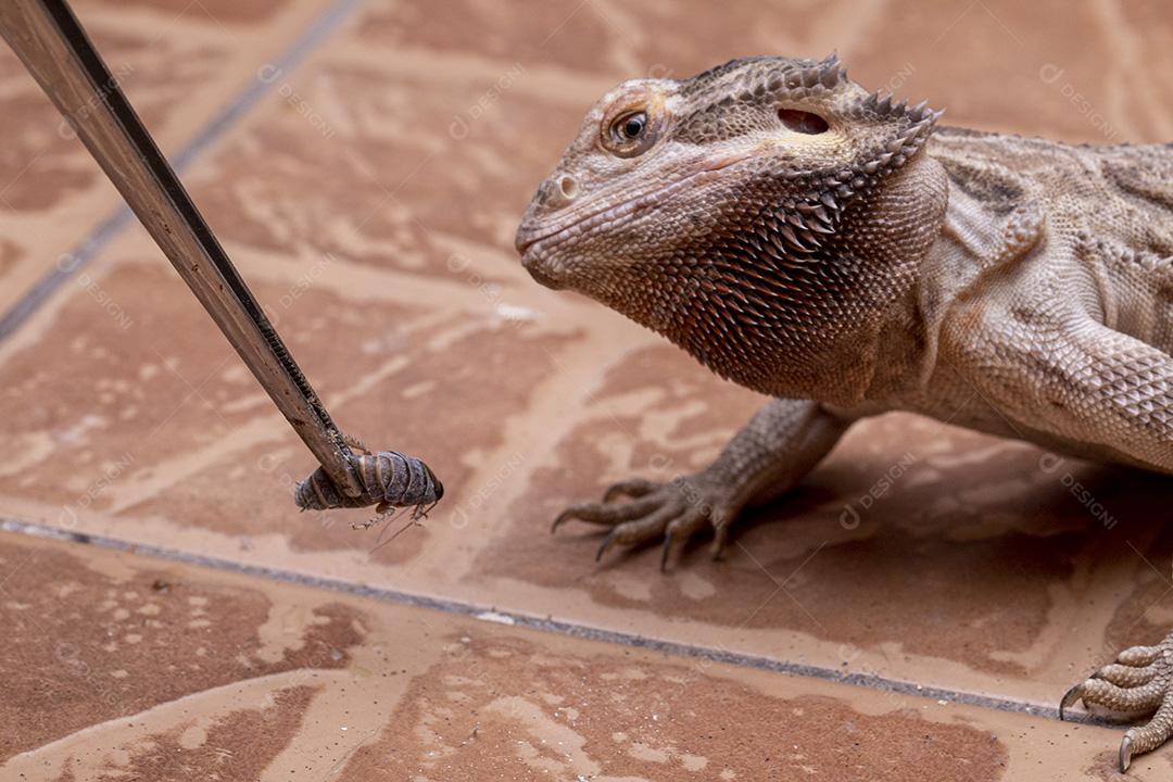 Feche em um dragão barbudo (Pogona sp) Imagem JPG