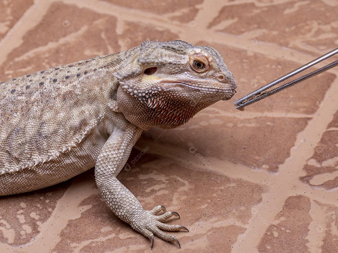 Feche em um dragão barbudo (Pogona sp) Imagem JPG
