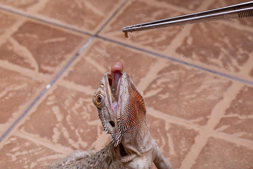 Feche em um dragão barbudo (Pogona sp) Imagem JPG