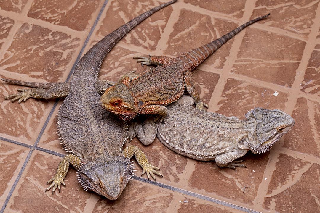 Feche em um dragão barbudo (Pogona sp) Imagem JPG