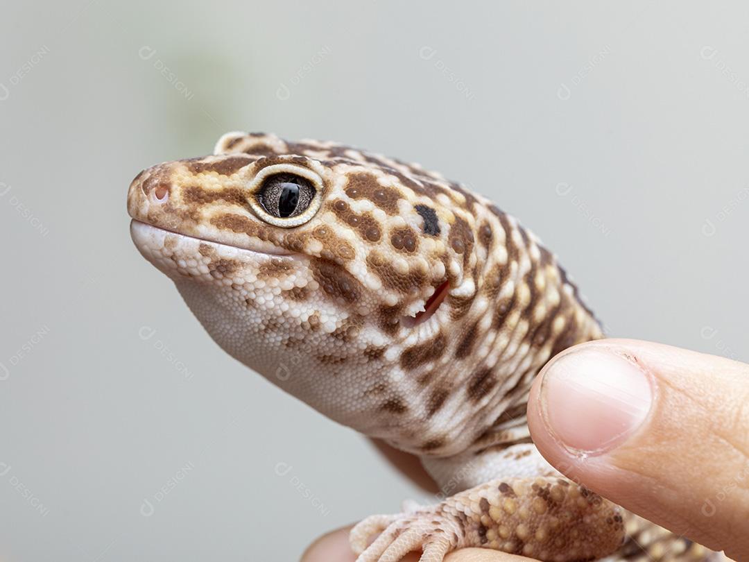 A lagartixa-leopardo (Eublepharis macularius) Imagem JPG