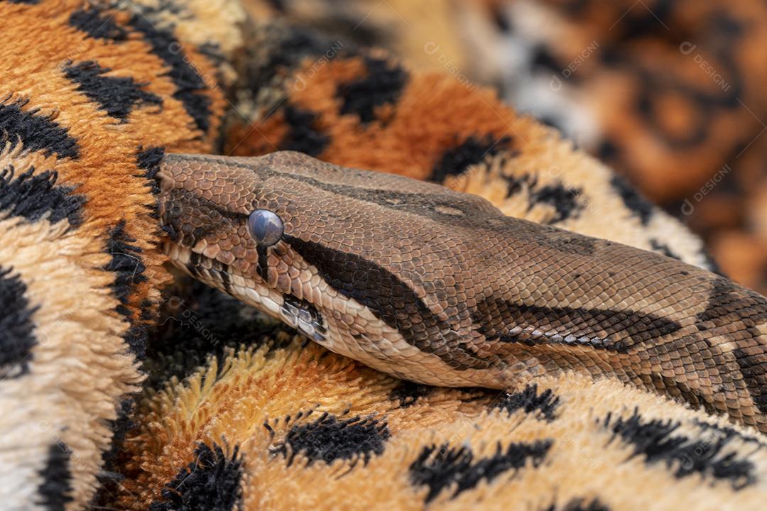 Boa constrictor imperator serpente Imagem JPG