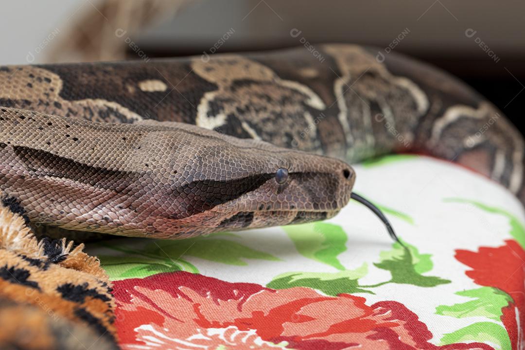 Boa constrictor imperator serpente Imagem JPG
