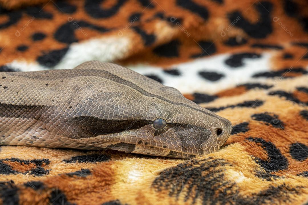 Boa constrictor imperator serpente Imagem JPG