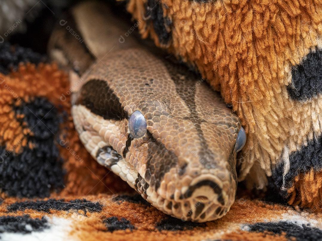 Boa constrictor imperator serpente Imagem JPG