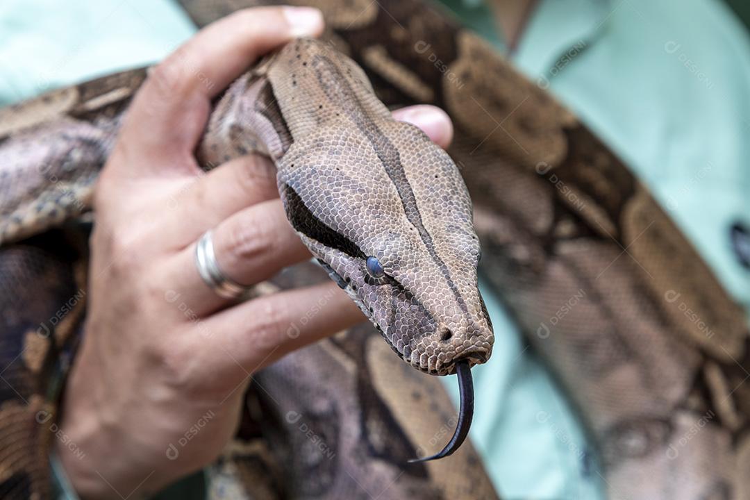 Boa constrictor imperator serpente Imagem JPG