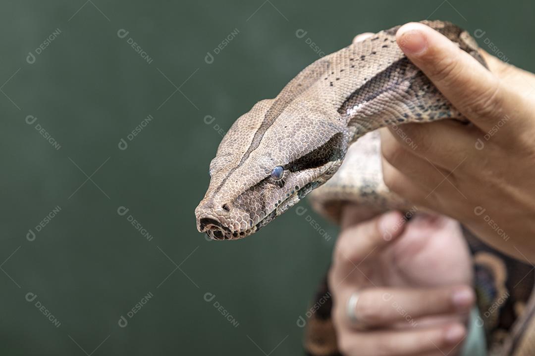 Boa constrictor imperator serpente Imagem JPG
