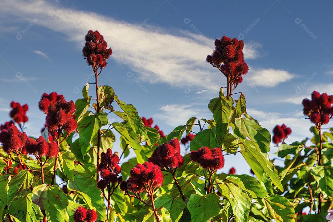 Linda plantação de urucum em um dia ensolarado com nuvens no céu azul Imagem JPG