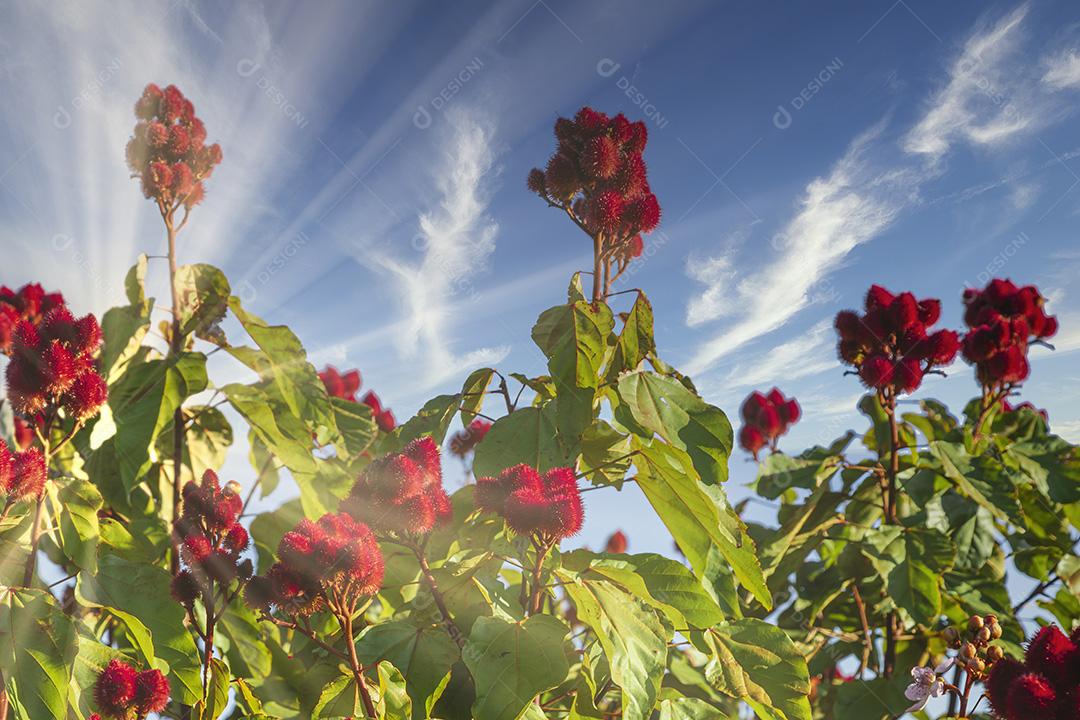 Fotos Linda plantação de urucum em um dia ensolarado com nuvens no céu azul