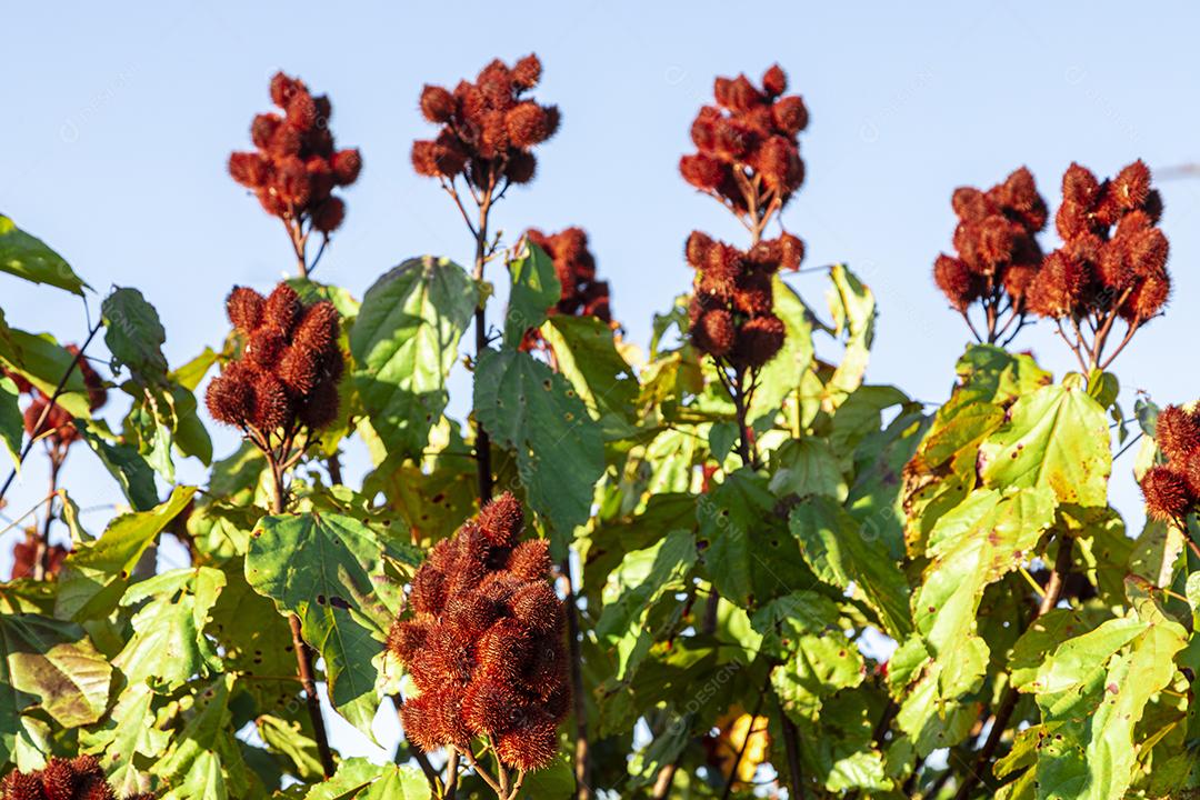 Linda plantação de urucum em um dia ensolarado com nuvens no céu azul Imagem JPG