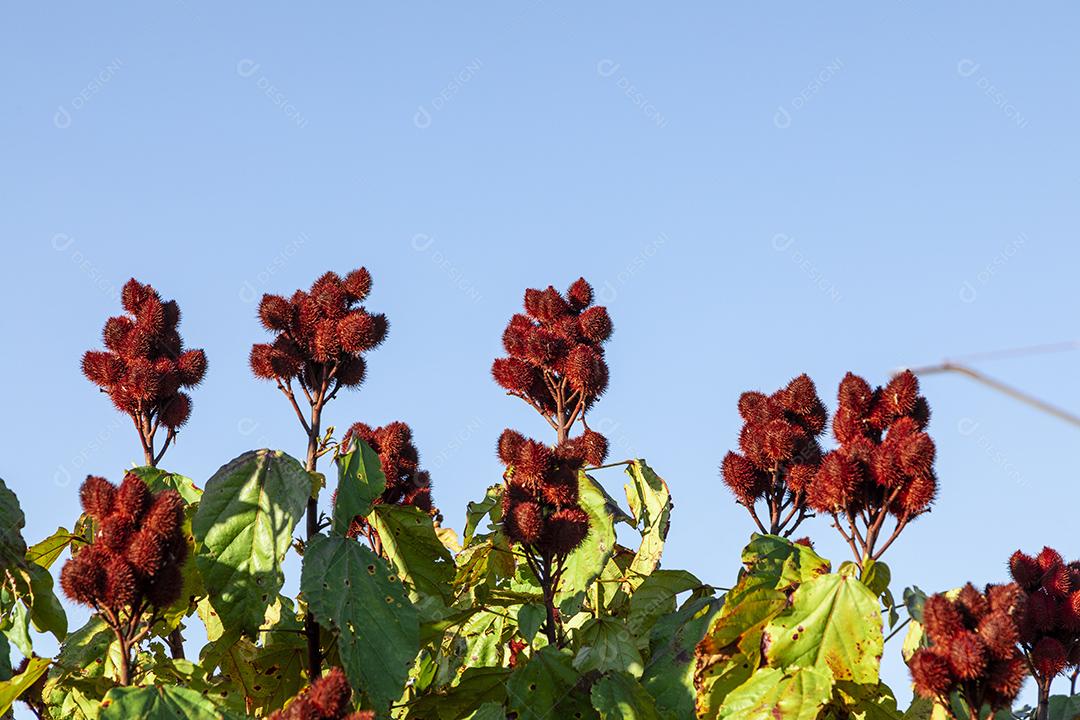 Linda plantação de urucum em um dia ensolarado com nuvens no céu azul Imagem JPG