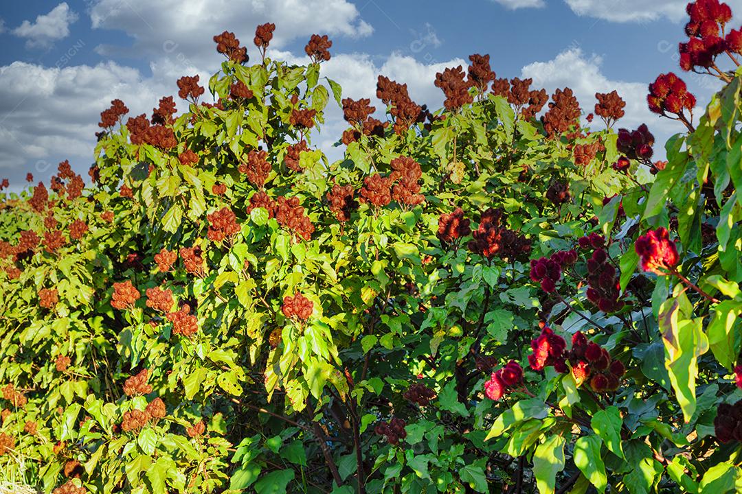 Linda plantação de urucum em um dia ensolarado com nuvens no céu azul.Imagem JPG