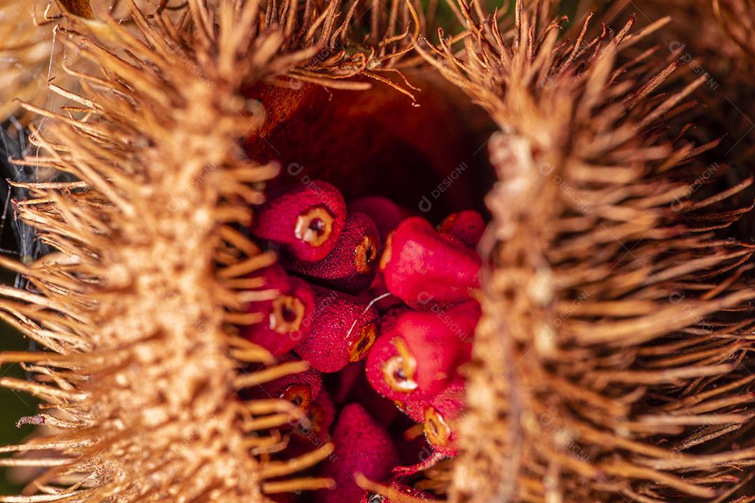 Fotos Fotografia macro de urucum, planta de batom (Bixa orellana), Achiote ou urucum.