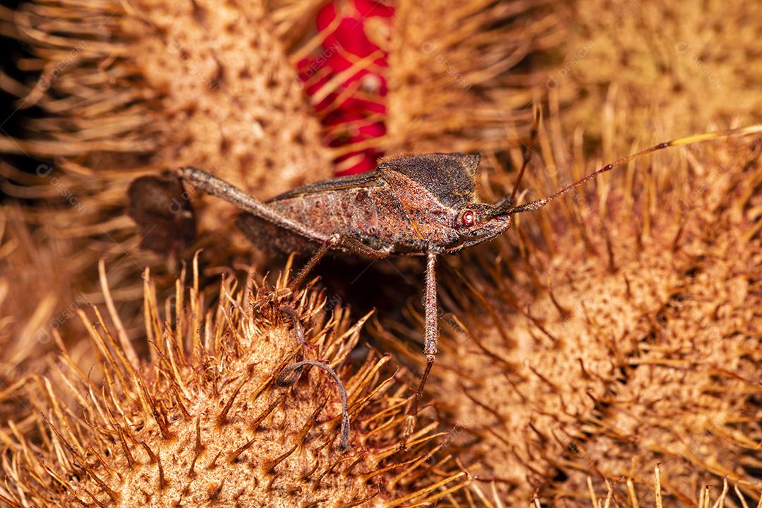 Fotos Fotografia macro de urucum, planta de batom (Bixa orellana), Achiote ou urucum.