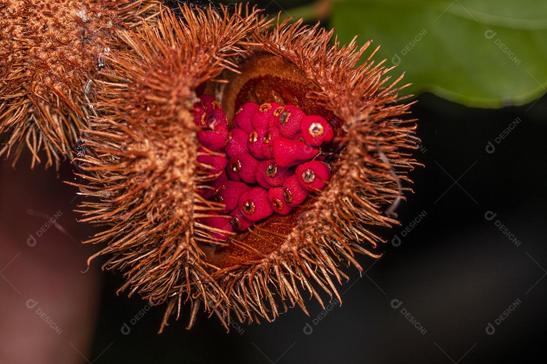 Fotos Fotografia macro de urucum, planta de batom (Bixa orellana), Achiote ou urucum.